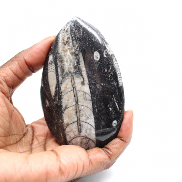 Orthoceras fossile dal Marocco