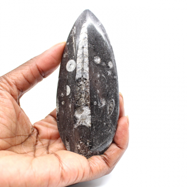 Orthoceras fossile