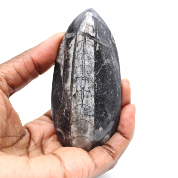 Orthoceras fossile dal Marocco