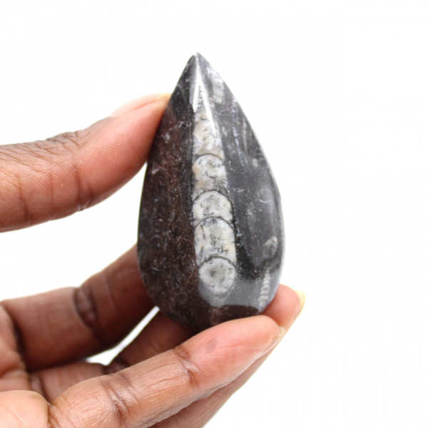 Orthoceras fossile