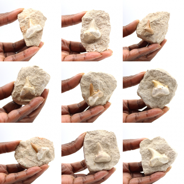 Dente fossile di Otodus dal Marocco
