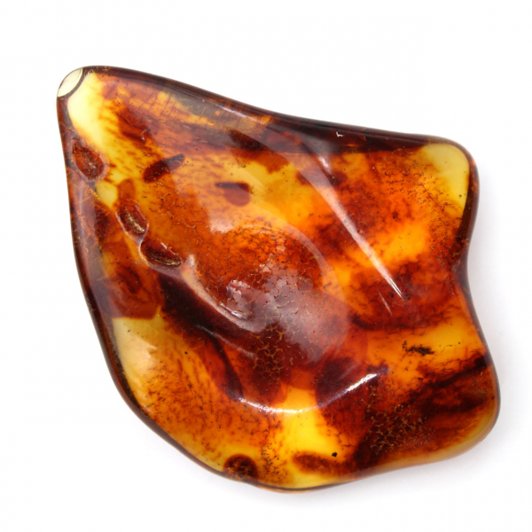 Ambra lituana lucidata: ciottolo per la collezione Fossil