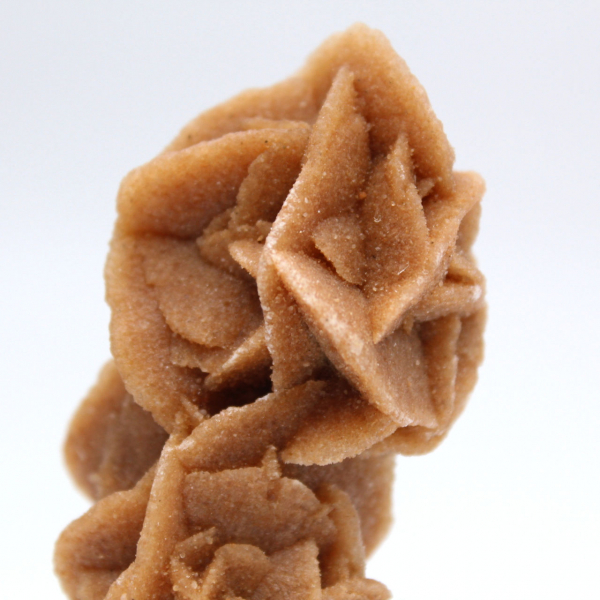 Collezione Rose des sables dalla Tunisia