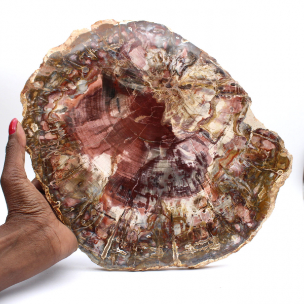 Fetta lucida di legno pietrificato (fossile), esemplare decorativo proveniente dal Madagascar Fetta lucida di legno pietrificato (fossile), esemplare decorativo proveniente dal Madagascar