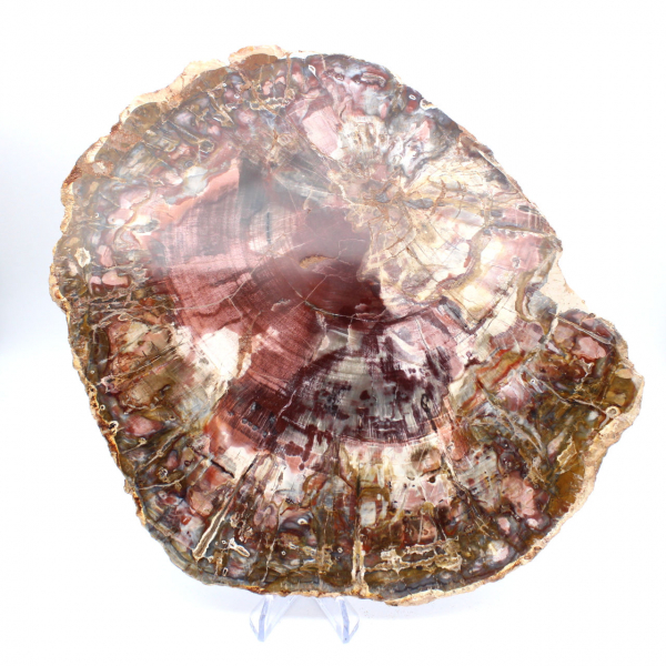 Fetta lucida di legno pietrificato (fossile), esemplare decorativo proveniente dal Madagascar Fetta lucida di legno pietrificato (fossile), esemplare decorativo proveniente dal Madagascar