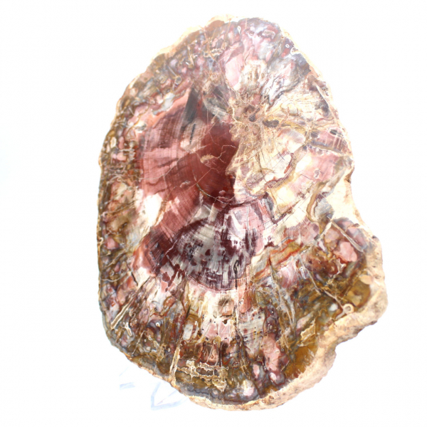 Fetta lucida di legno pietrificato (fossile), esemplare decorativo proveniente dal Madagascar Fetta lucida di legno pietrificato (fossile), esemplare decorativo proveniente dal Madagascar