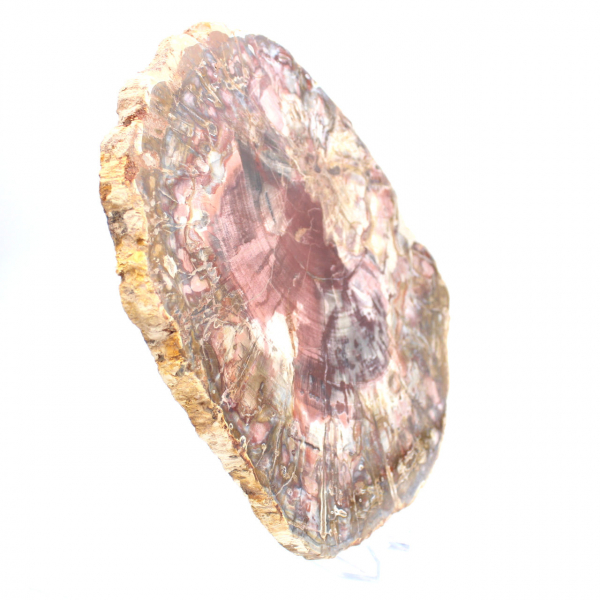 Fetta lucida di legno pietrificato (fossile), esemplare decorativo proveniente dal Madagascar Fetta lucida di legno pietrificato (fossile), esemplare decorativo proveniente dal Madagascar