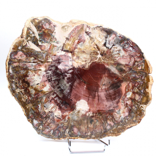 Fetta lucida di legno pietrificato (fossile), esemplare decorativo proveniente dal Madagascar Fetta lucida di legno pietrificato (fossile), esemplare decorativo proveniente dal Madagascar