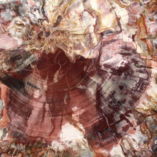 Fetta lucida di legno pietrificato (fossile), esemplare decorativo proveniente dal Madagascar Fetta lucida di legno pietrificato (fossile), esemplare decorativo proveniente dal Madagascar