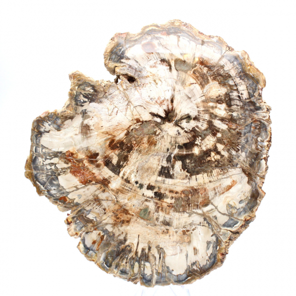 Fetta di legno fossile da collezione, lucidata su entrambi i lati, Madagascar Fetta di legno fossile da collezione, lucidata su entrambi i lati, Madagascar