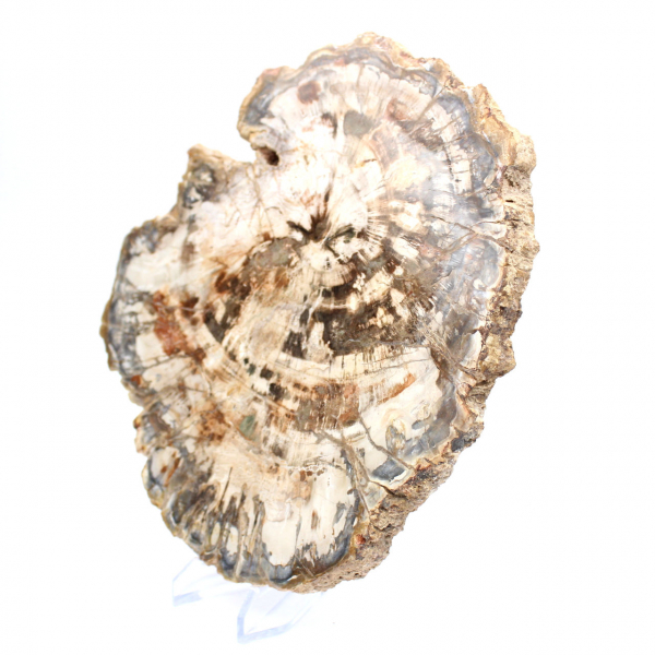 Fetta di legno fossile da collezione, lucidata su entrambi i lati, Madagascar Fetta di legno fossile da collezione, lucidata su entrambi i lati, Madagascar