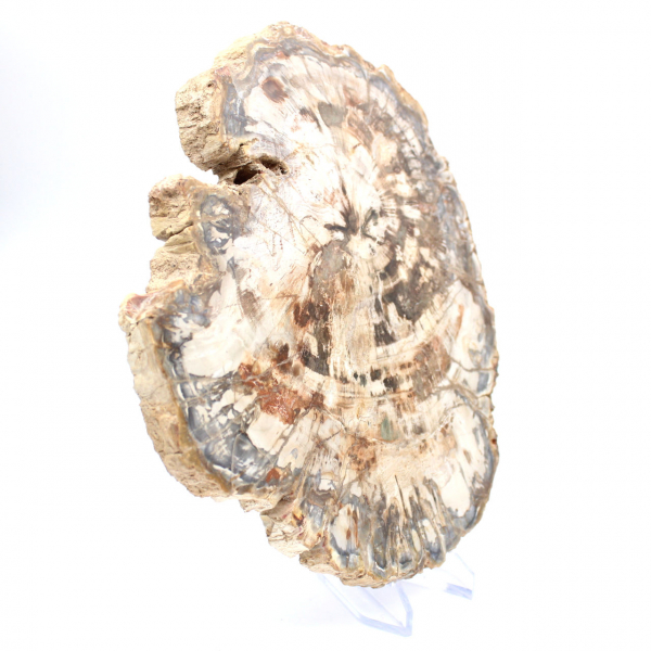 Fetta di legno fossile da collezione, lucidata su entrambi i lati, Madagascar Fetta di legno fossile da collezione, lucidata su entrambi i lati, Madagascar