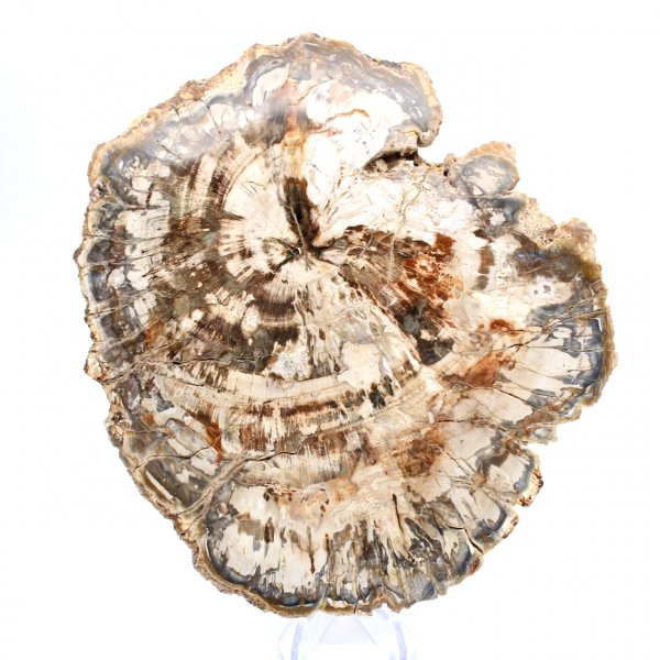 Fetta di legno fossile da collezione, lucidata su entrambi i lati, Madagascar Fetta di legno fossile da collezione, lucidata su entrambi i lati, Madagascar