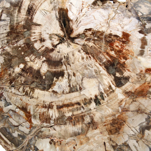 Fetta di legno fossile da collezione, lucidata su entrambi i lati, Madagascar Fetta di legno fossile da collezione, lucidata su entrambi i lati, Madagascar
