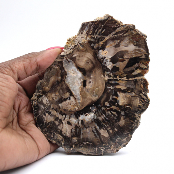 Piccola fetta di legno pietrificato lucidato, autentico fossile, Madagascar Piccola fetta di legno pietrificato lucidato, autentico fossile, Madagascar