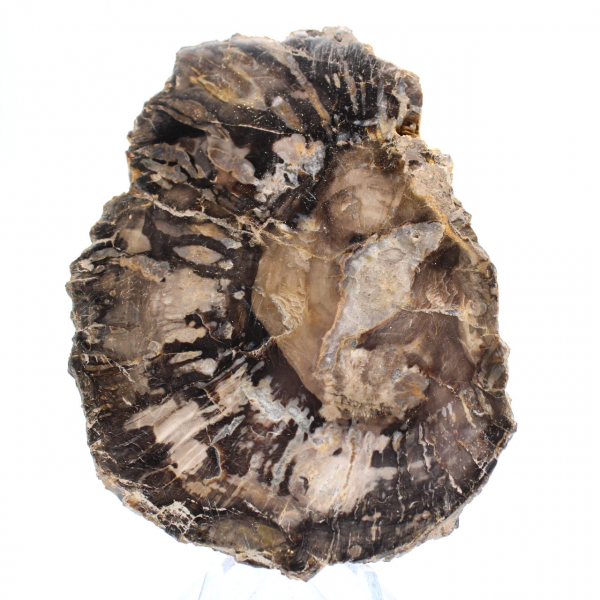 Piccola fetta di legno pietrificato lucidato, autentico fossile, Madagascar Piccola fetta di legno pietrificato lucidato, autentico fossile, Madagascar