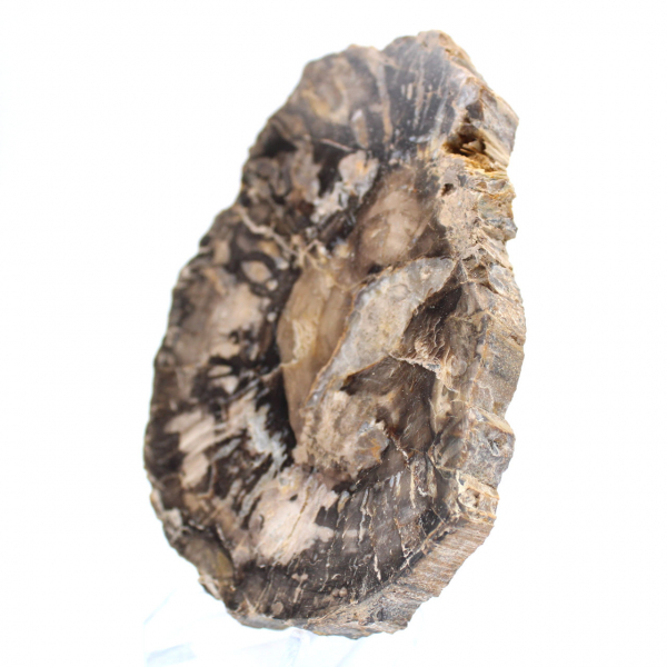 Piccola fetta di legno pietrificato lucidato, autentico fossile, Madagascar Piccola fetta di legno pietrificato lucidato, autentico fossile, Madagascar