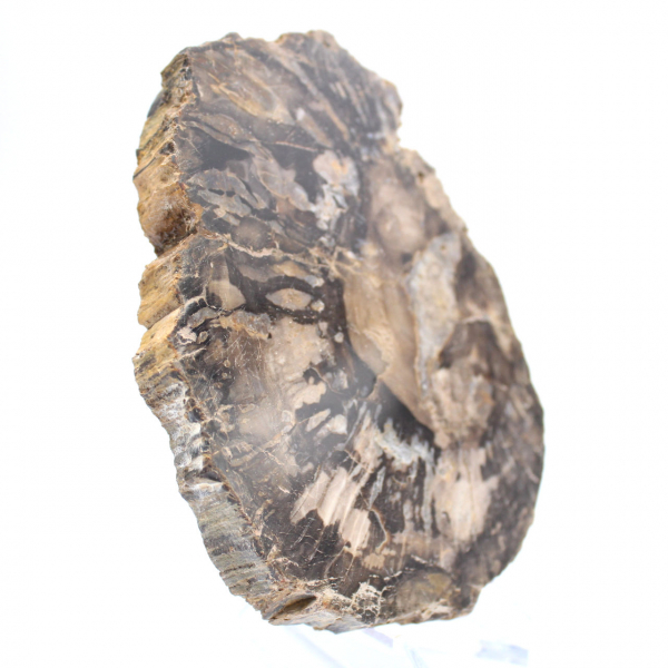 Piccola fetta di legno pietrificato lucidato, autentico fossile, Madagascar Piccola fetta di legno pietrificato lucidato, autentico fossile, Madagascar