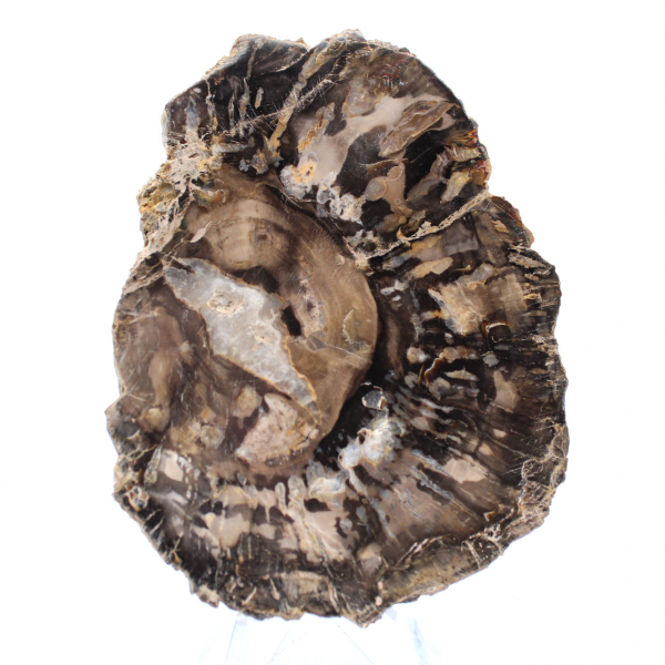 Piccola fetta di legno pietrificato lucidato, autentico fossile, Madagascar Piccola fetta di legno pietrificato lucidato, autentico fossile, Madagascar