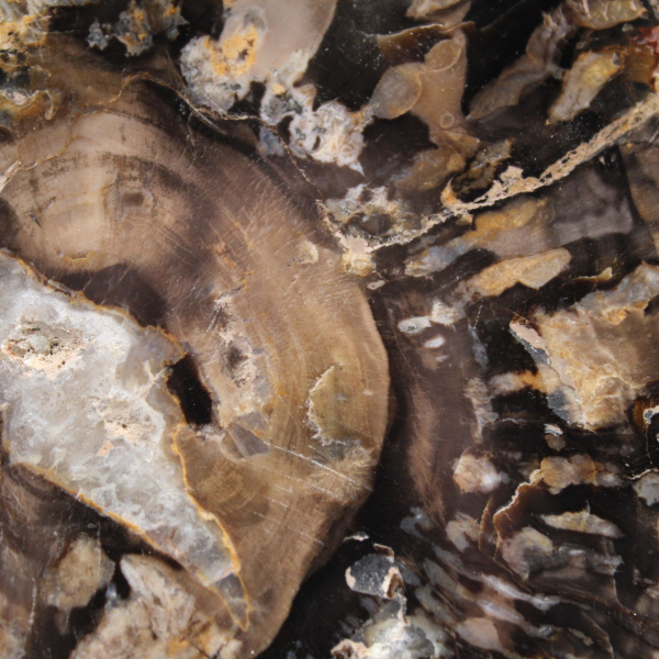 Piccola fetta di legno pietrificato lucidato, autentico fossile, Madagascar Piccola fetta di legno pietrificato lucidato, autentico fossile, Madagascar