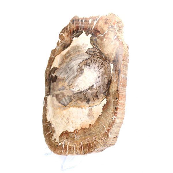 Ornamento in legno pietrificato, fetta lucidata, oggetto da collezione, Madagascar
