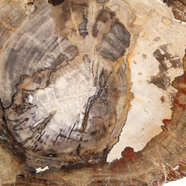 Ornamento in legno pietrificato, fetta lucidata, oggetto da collezione, Madagascar