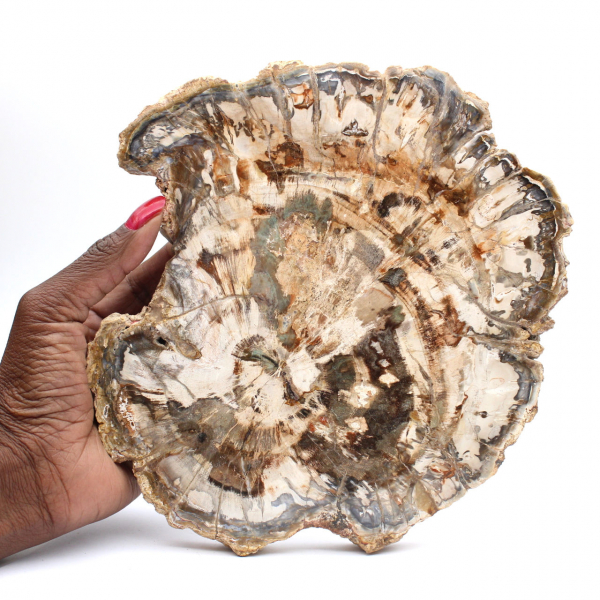 Fossile di legno pietrificato, grande fetta levigata, ornamento decorativo, Madagascar Fossile di legno pietrificato, grande fetta levigata, ornamento decorativo, Madagascar