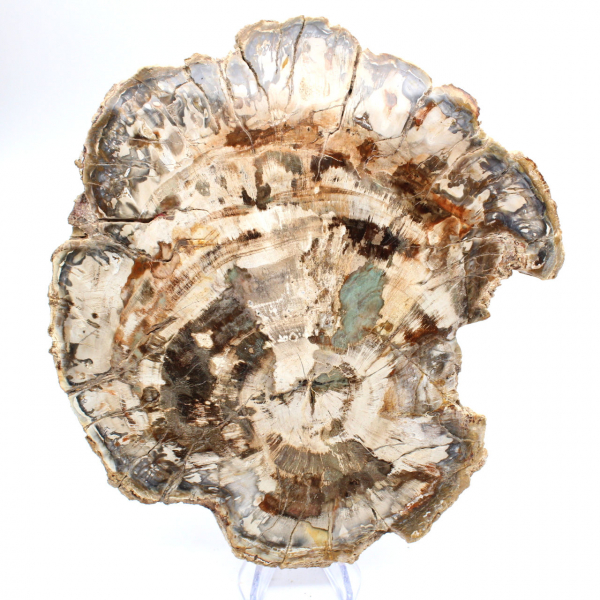 Fossile di legno pietrificato, grande fetta levigata, ornamento decorativo, Madagascar Fossile di legno pietrificato, grande fetta levigata, ornamento decorativo, Madagascar