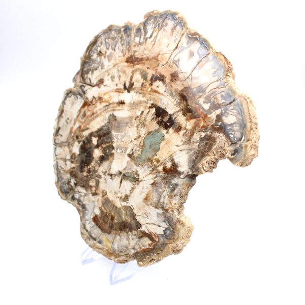 Fossile di legno pietrificato, grande fetta levigata, ornamento decorativo, Madagascar Fossile di legno pietrificato, grande fetta levigata, ornamento decorativo, Madagascar