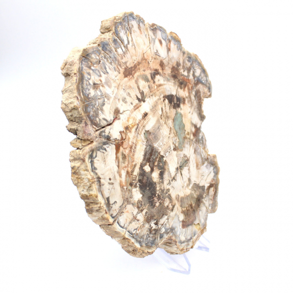 Fossile di legno pietrificato, grande fetta levigata, ornamento decorativo, Madagascar Fossile di legno pietrificato, grande fetta levigata, ornamento decorativo, Madagascar