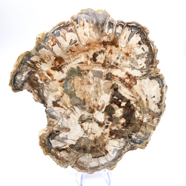 Fossile di legno pietrificato, grande fetta levigata, ornamento decorativo, Madagascar Fossile di legno pietrificato, grande fetta levigata, ornamento decorativo, Madagascar