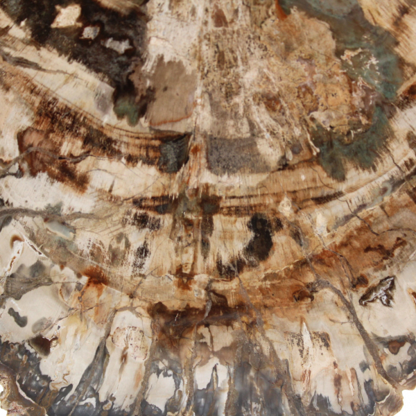 Fossile di legno pietrificato, grande fetta levigata, ornamento decorativo, Madagascar Fossile di legno pietrificato, grande fetta levigata, ornamento decorativo, Madagascar