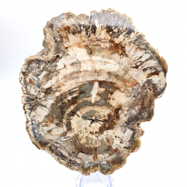 Fetta lucidata di legno fossilizzato (pietrificato), esemplare massiccio, Madagascar