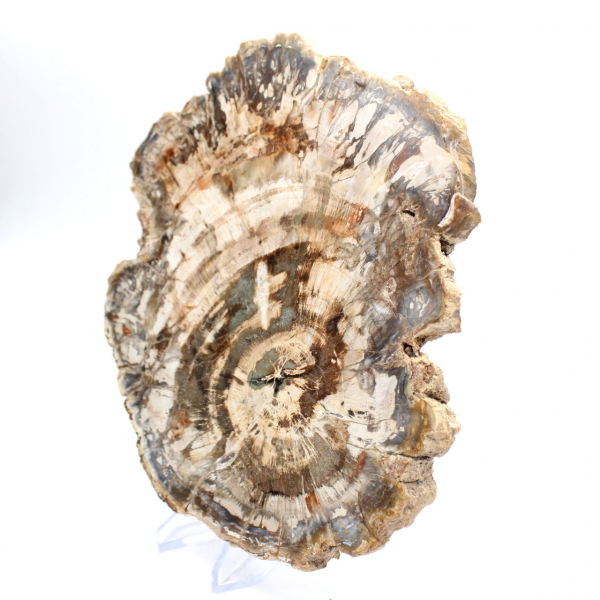 Fetta lucidata di legno fossilizzato (pietrificato), esemplare massiccio, Madagascar