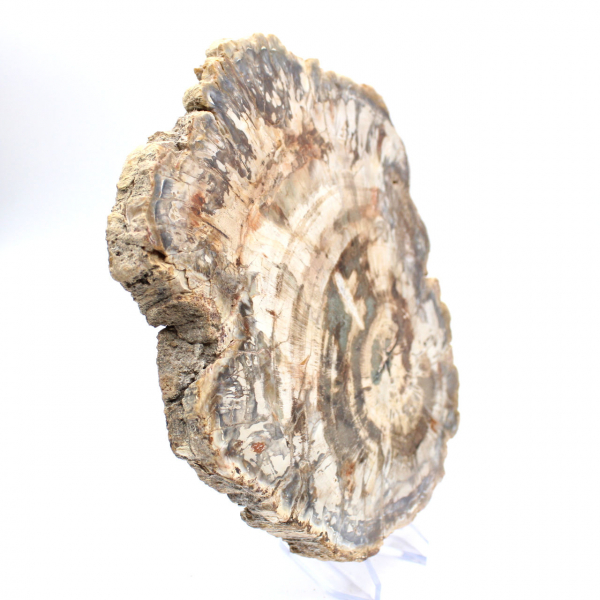 Fetta lucidata di legno fossilizzato (pietrificato), esemplare massiccio, Madagascar