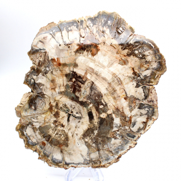 Fetta lucidata di legno fossilizzato (pietrificato), esemplare massiccio, Madagascar