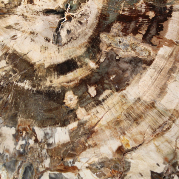 Fetta lucidata di legno fossilizzato (pietrificato), esemplare massiccio, Madagascar