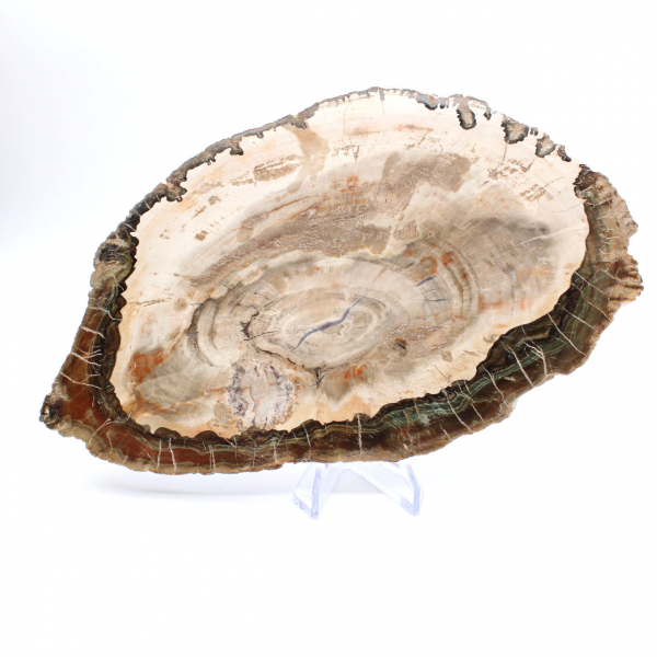 Legno pietrificato (fetta), pezzo da collezione lucidato, fossile del Madagascar