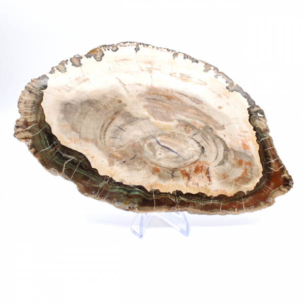 Legno pietrificato (fetta), pezzo da collezione lucidato, fossile del Madagascar