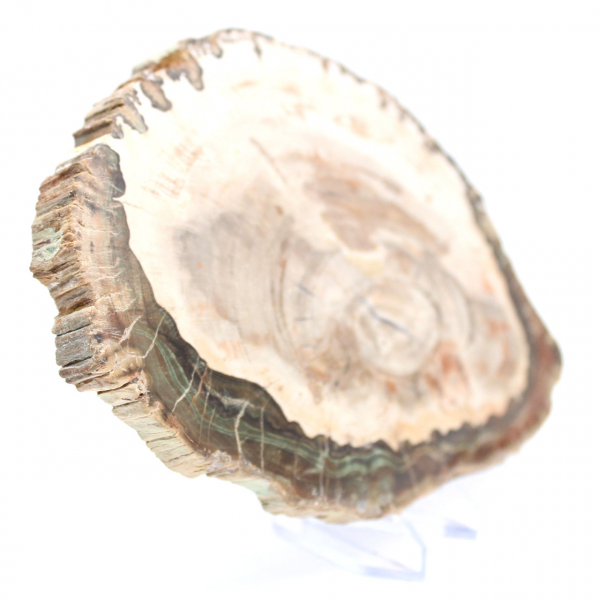 Legno pietrificato (fetta), pezzo da collezione lucidato, fossile del Madagascar