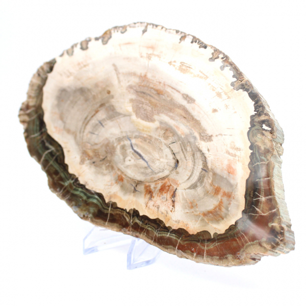 Legno pietrificato (fetta), pezzo da collezione lucidato, fossile del Madagascar