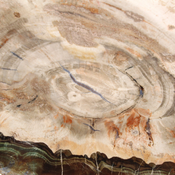 Legno pietrificato (fetta), pezzo da collezione lucidato, fossile del Madagascar