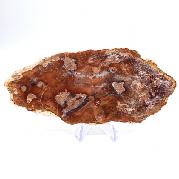 Fetta di legno pietrificato lucidato, piccolo ornamento fossile, Madagascar
