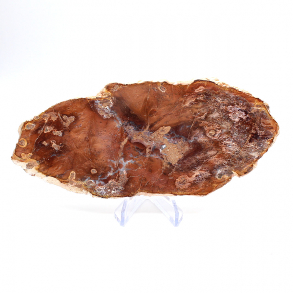 Fetta di legno pietrificato lucidato, piccolo ornamento fossile, Madagascar