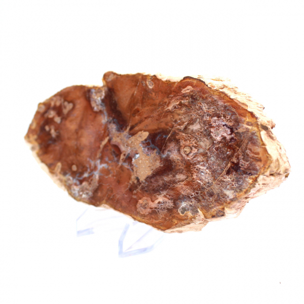 Fetta di legno pietrificato lucidato, piccolo ornamento fossile, Madagascar