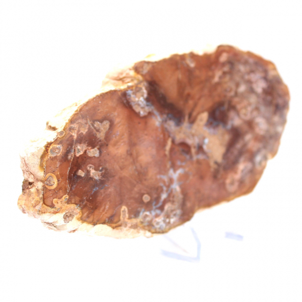 Fetta di legno pietrificato lucidato, piccolo ornamento fossile, Madagascar