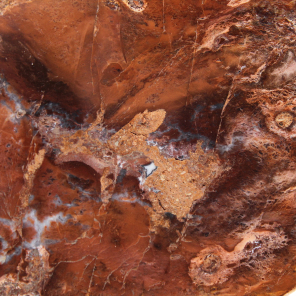 Fetta di legno pietrificato lucidato, piccolo ornamento fossile, Madagascar