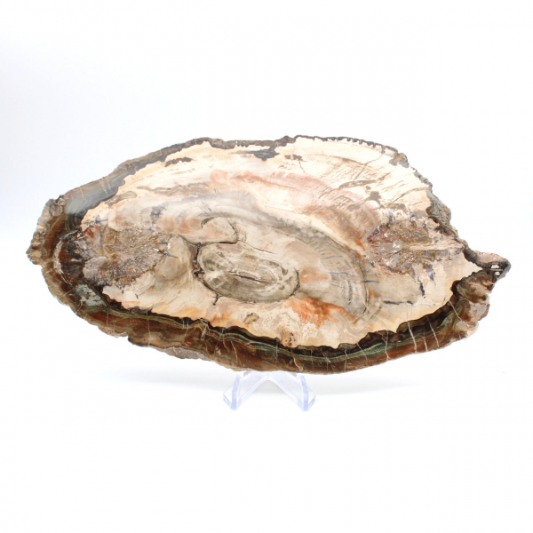 Fetta di legno fossile lucidato, prestigioso esemplare decorativo, Madagascar Fetta di legno fossile lucidato, prestigioso esemplare decorativo, Madagascar