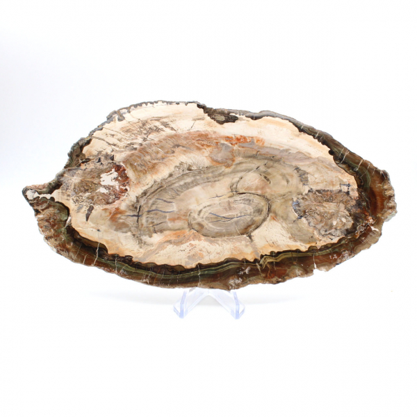 Fetta di legno fossile lucidato, prestigioso esemplare decorativo, Madagascar Fetta di legno fossile lucidato, prestigioso esemplare decorativo, Madagascar