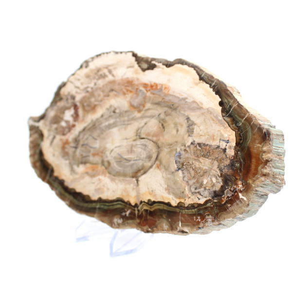 Fetta di legno fossile lucidato, prestigioso esemplare decorativo, Madagascar Fetta di legno fossile lucidato, prestigioso esemplare decorativo, Madagascar
